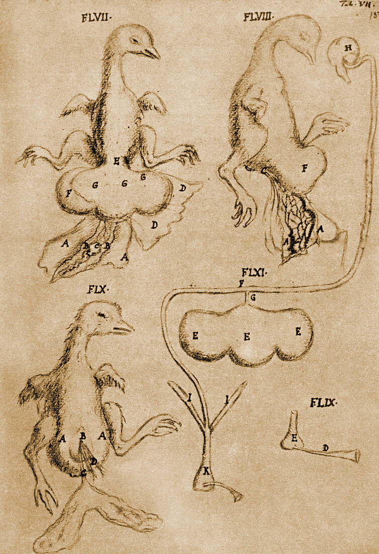 Malpighi's Chicken Drawings