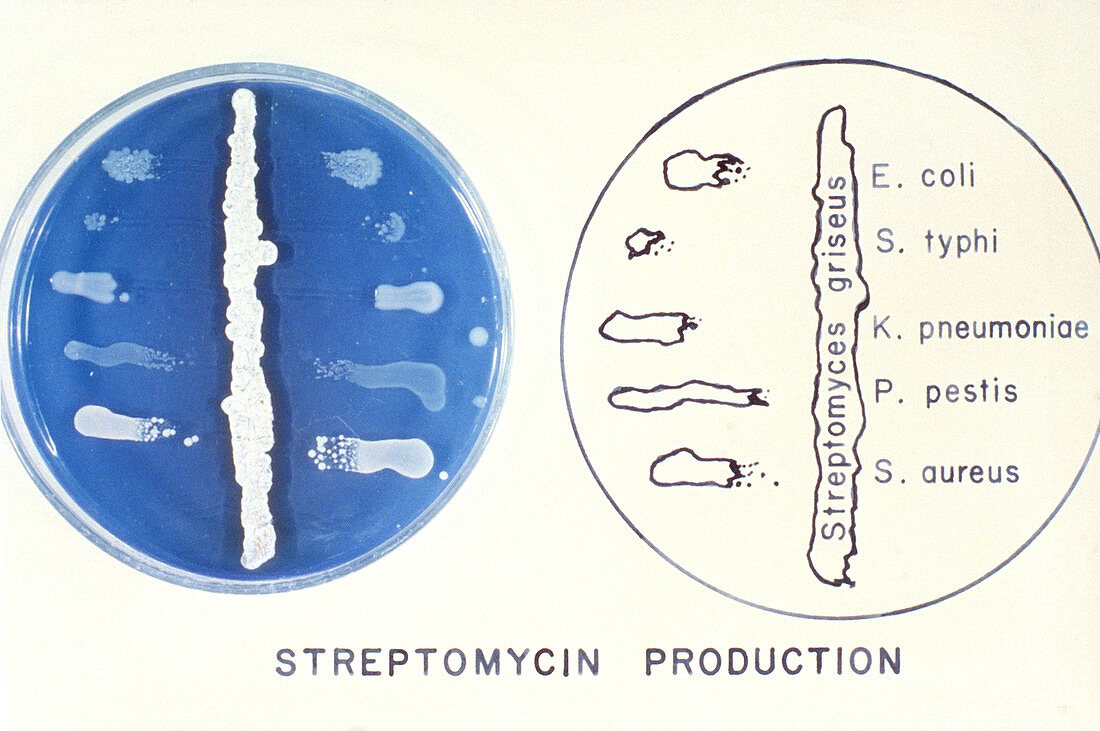 Streptomyces