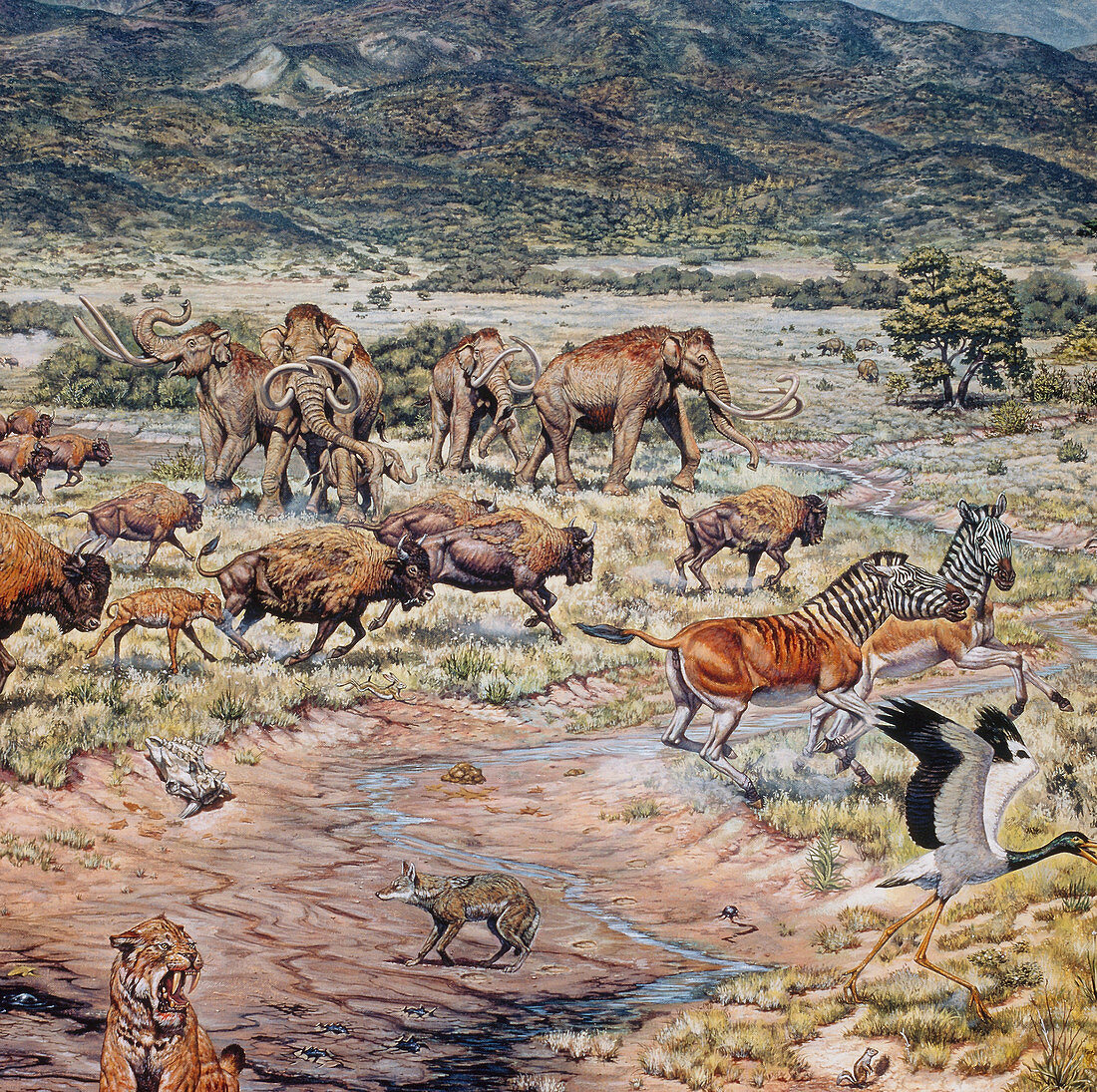 Pleistocene Mammals