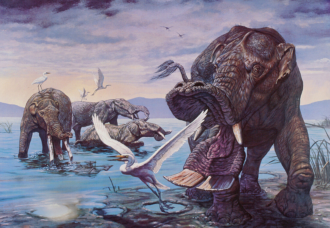 Early Mastodonts
