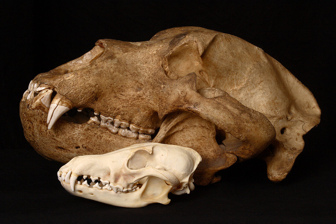 Kodiak Bear Skull with Coyote Skull