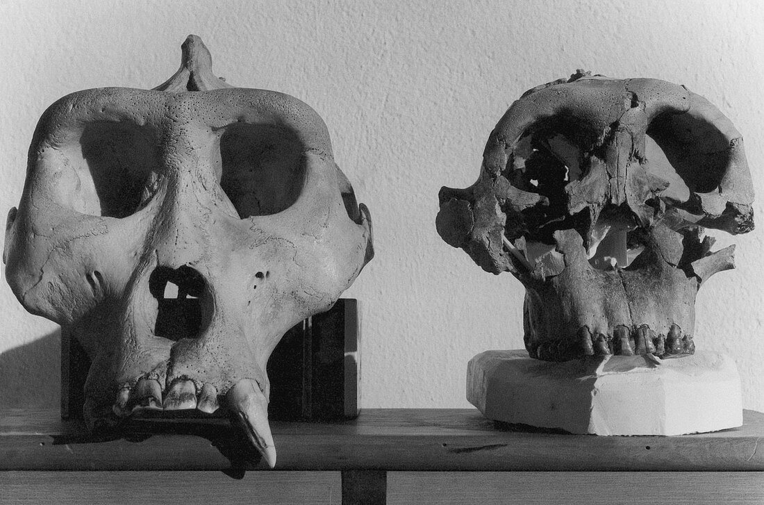 Gorilla and Paranthropus Skulls