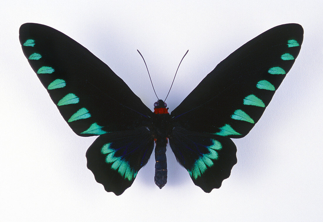 Palawan Birdwing Butterfly