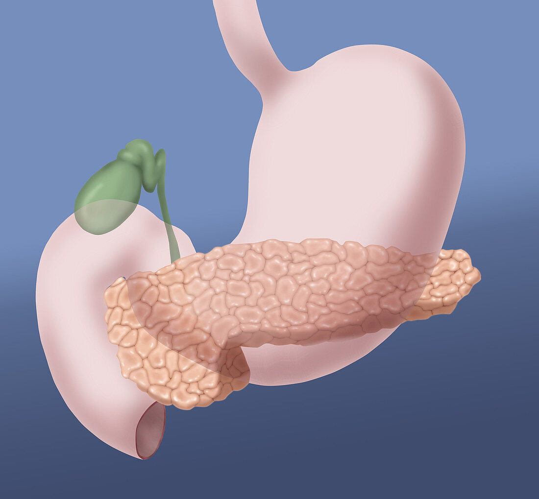 Pancreas,Gallbladder and Stomach