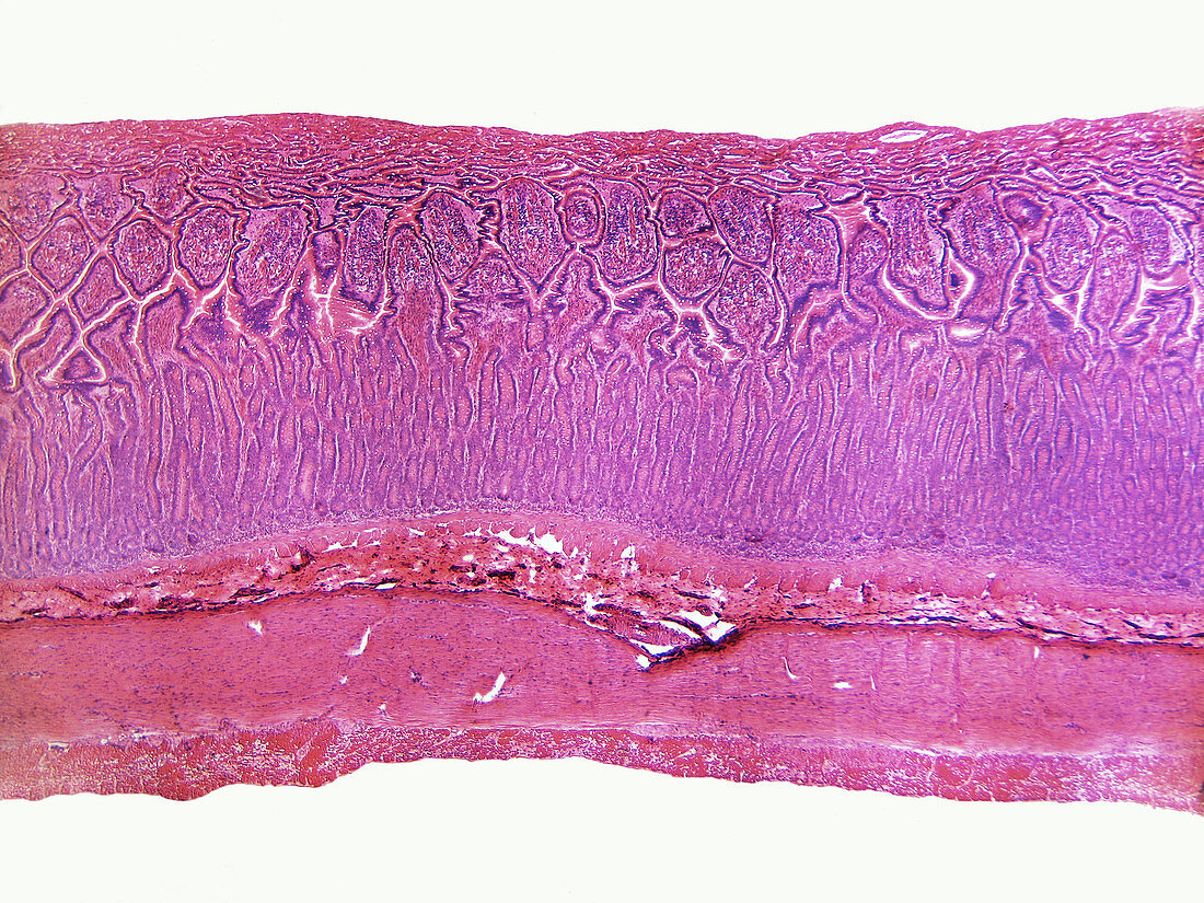 Mammalian Small Intestine