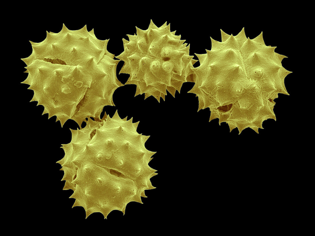 SEM of Chamomile Pollen