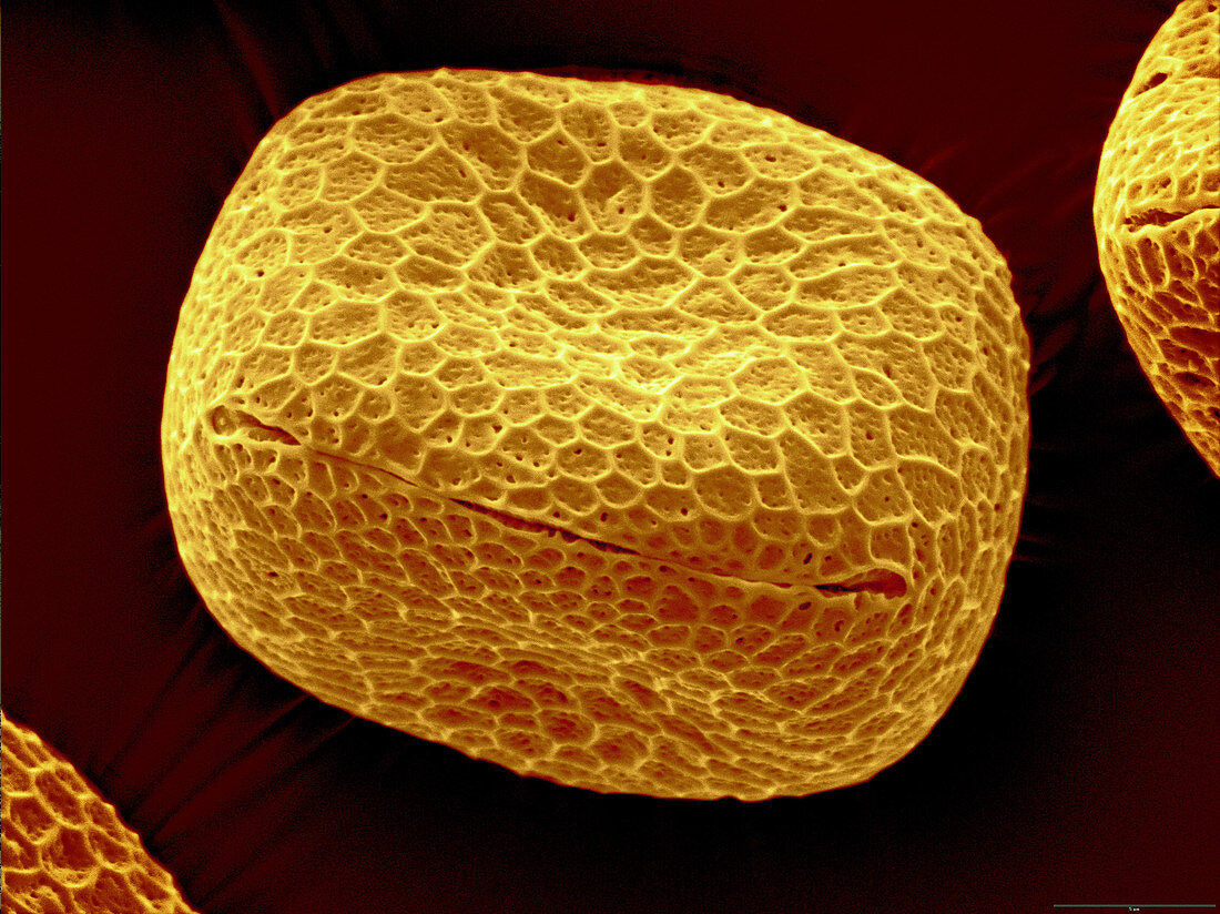 SEM of Nasturtium Pollen