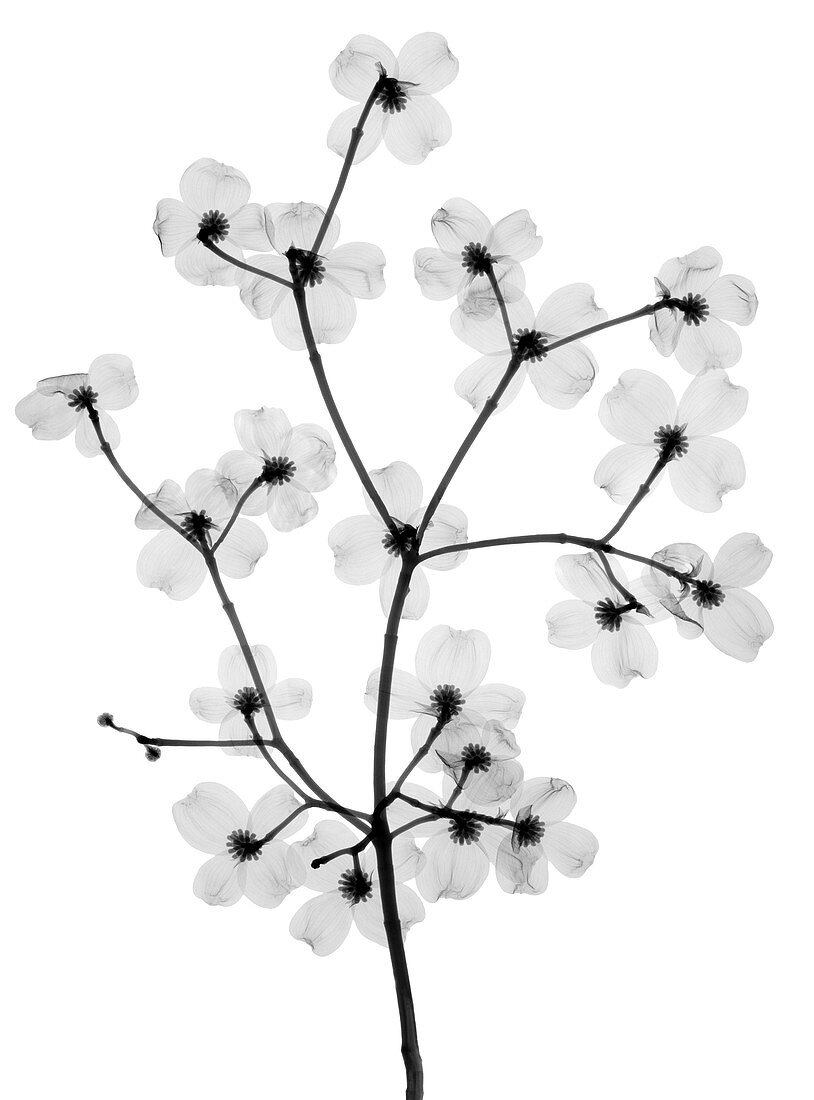 Flowering Dogwood,X-Ray