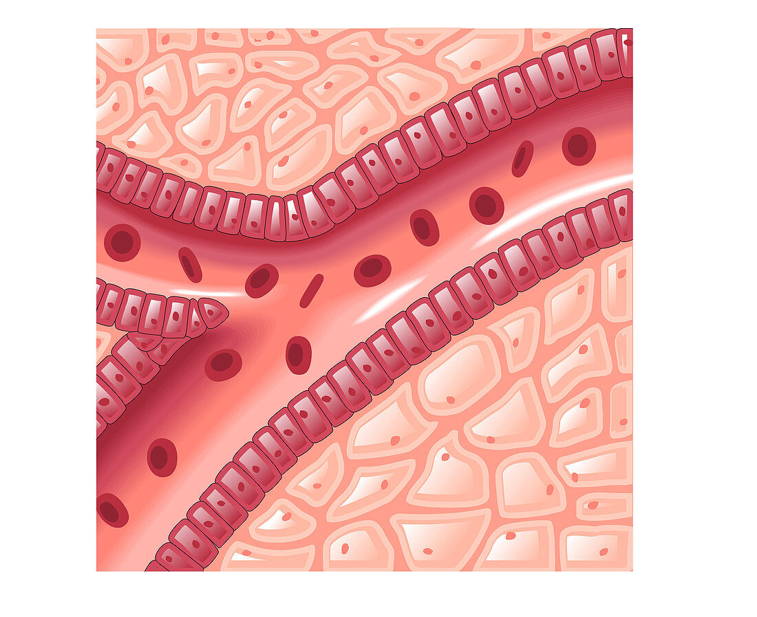 Capillary Illustration