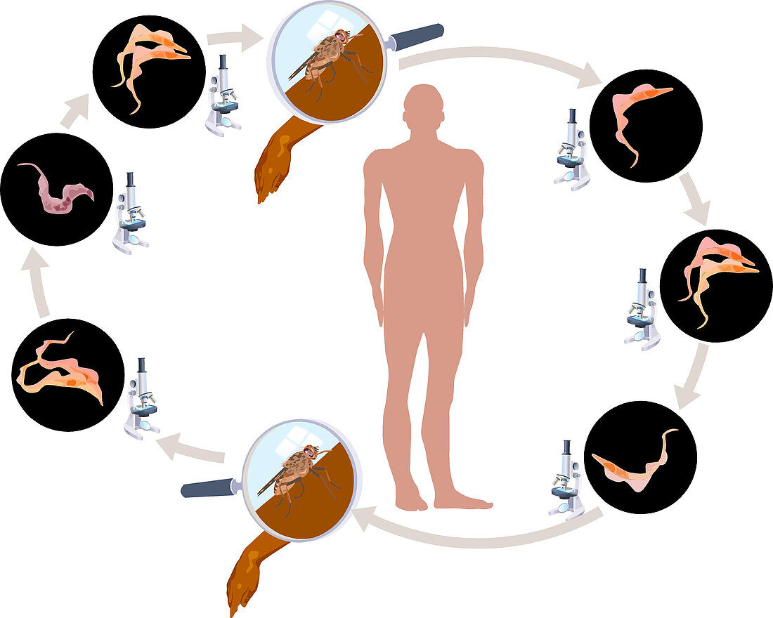Lifecycle of African Trypanosomiasis