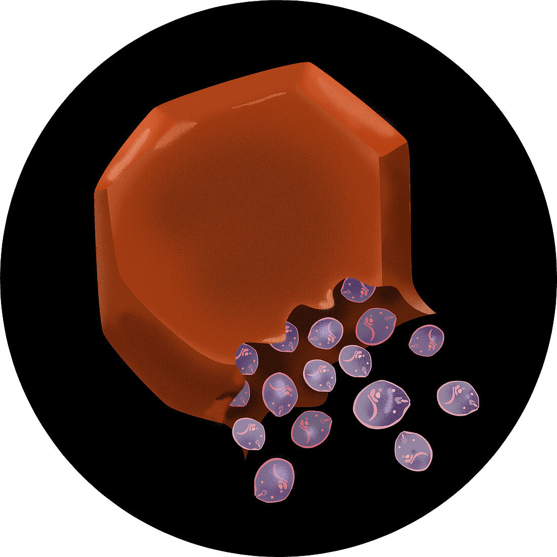 Ruptured Schizont Liver Cell