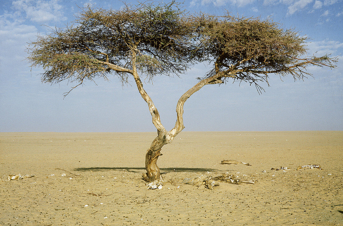 The Tree of Tenere (Acacia sp.),Niger