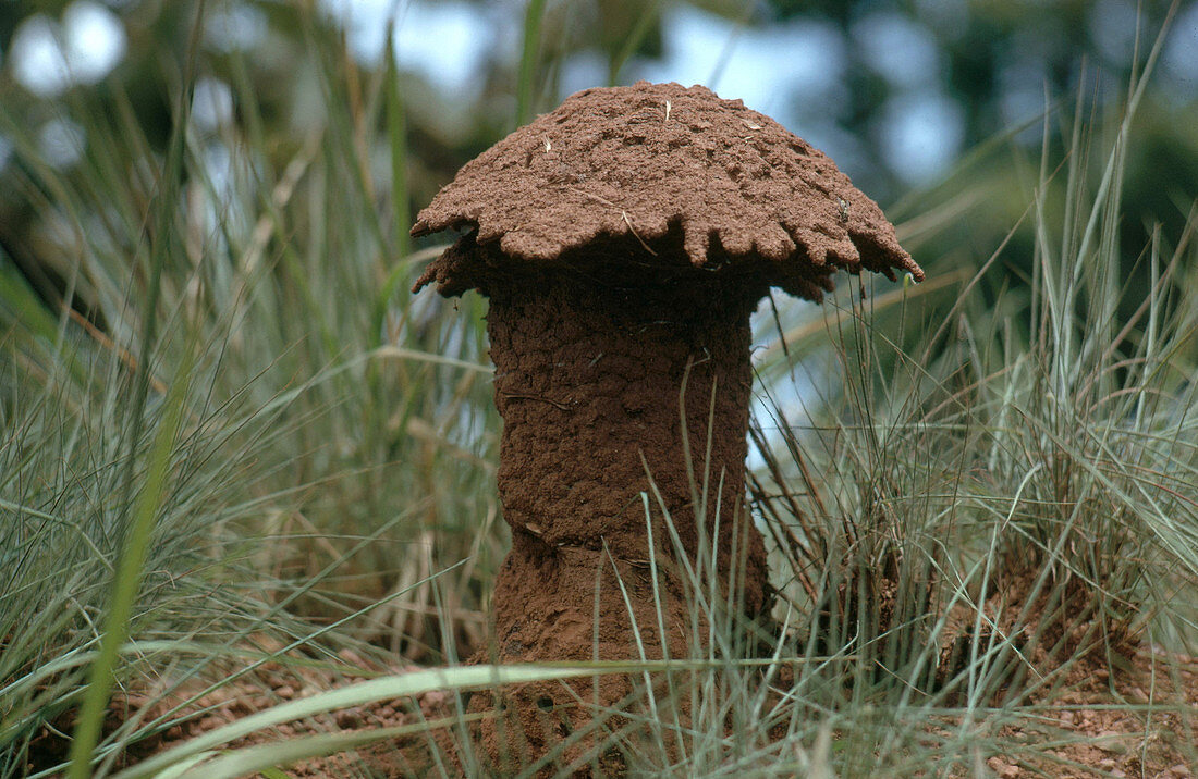 Mushroom-shaped Termite Mound
