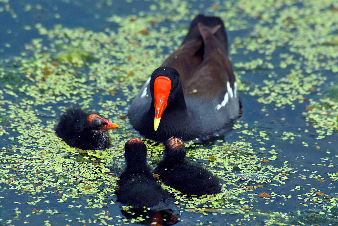 Common Moorhen mother with chicks