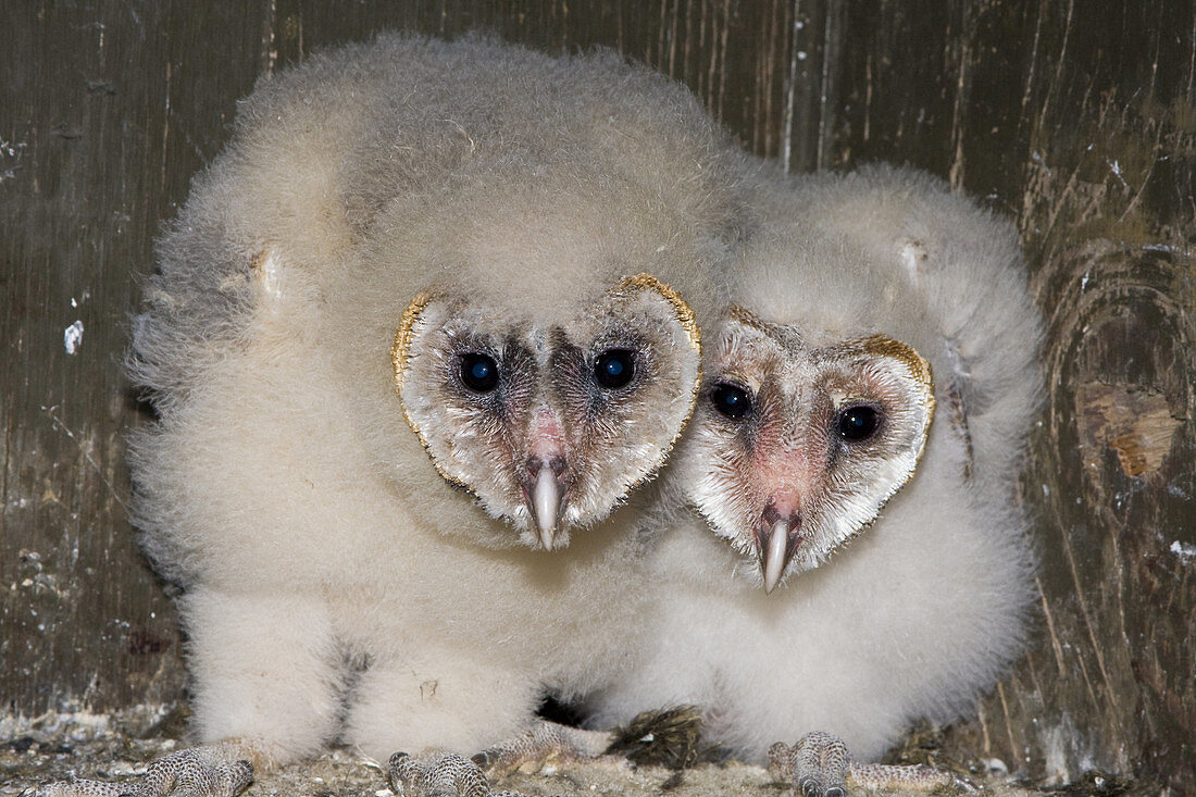 Barn Owl,Tyto alba