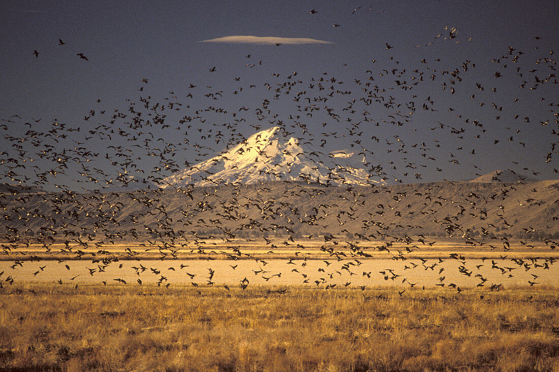 Migrating flock Canada Geese