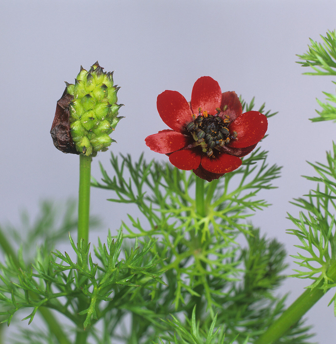 Pheasants eye flowers