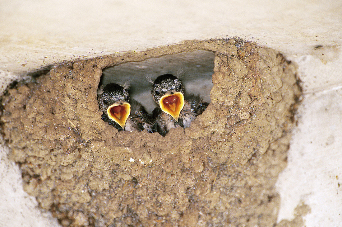 Cliff Swallow Chicks