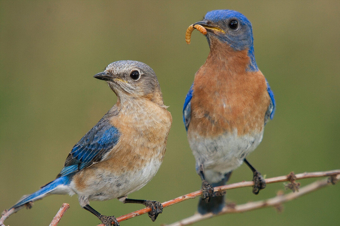 Eastern Bluebird Feeding Mate