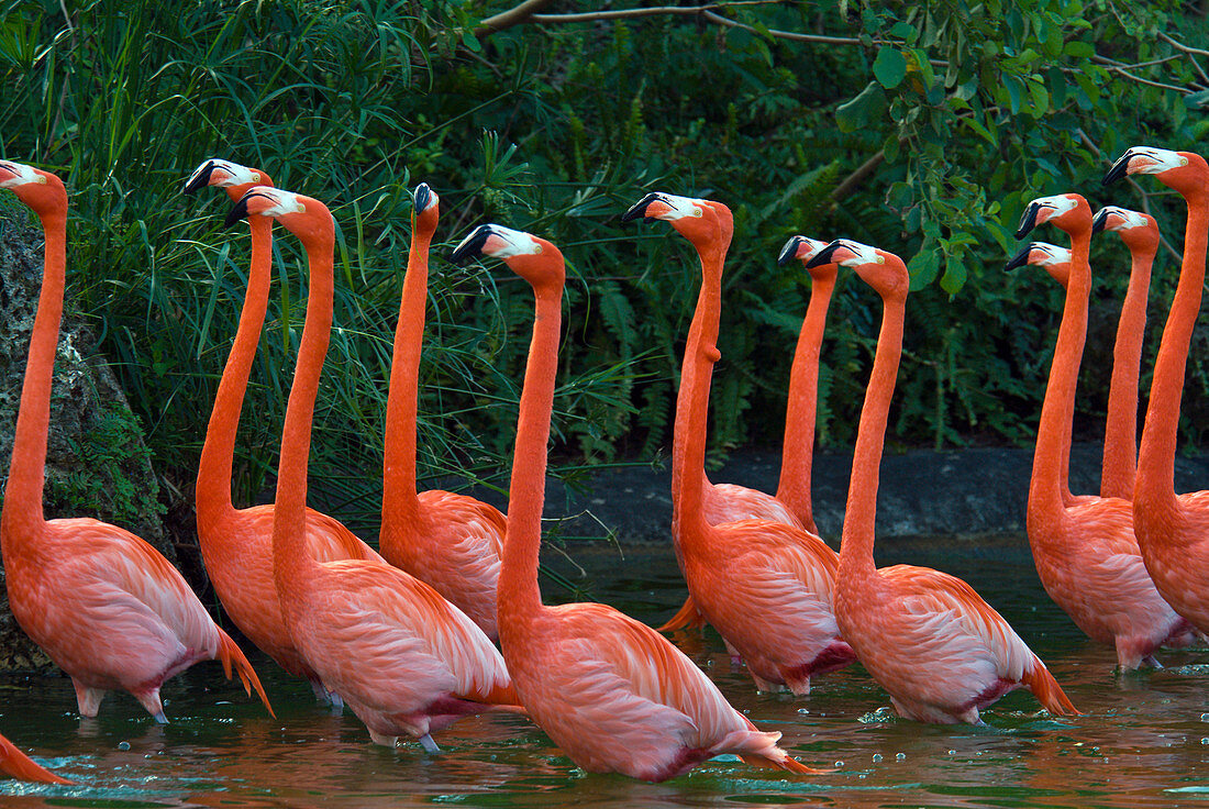 Caribbean Flamingoes