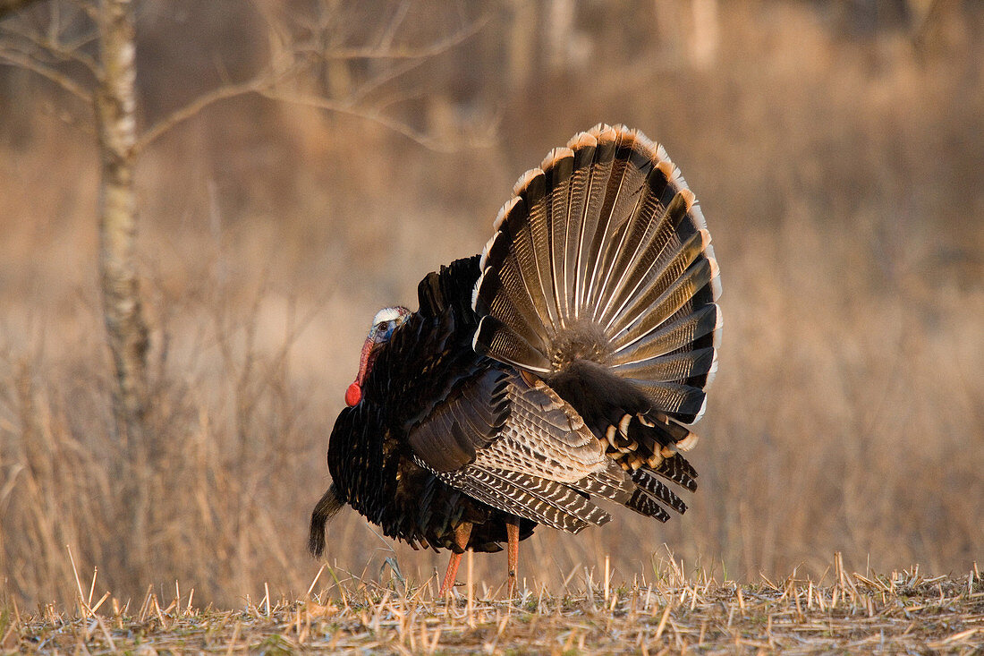 Male Eastern Wild Turkey