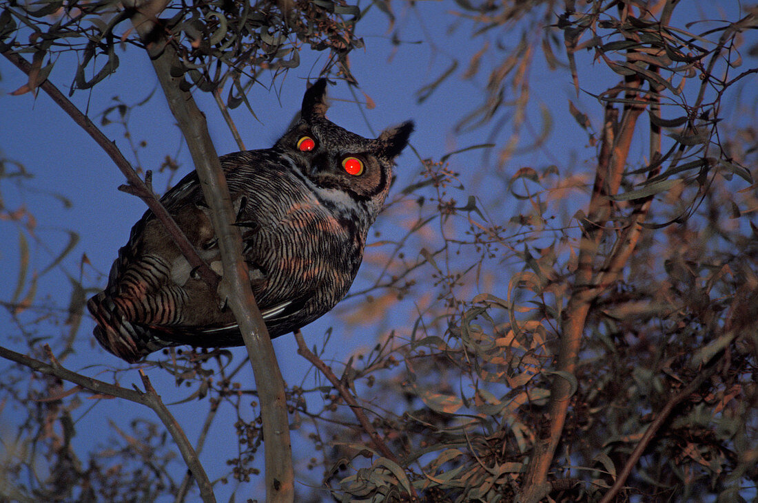 Great Horned Owl at night