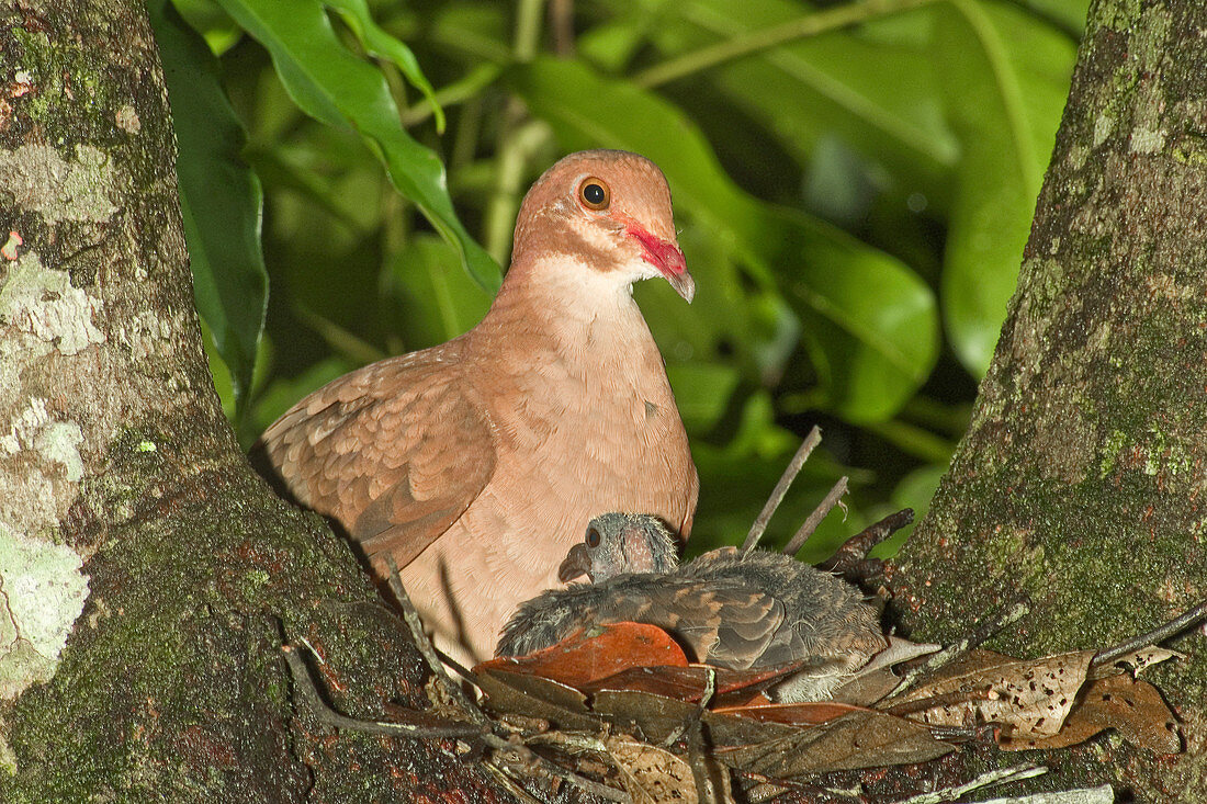 Ruddy Quail Dove on nest with young