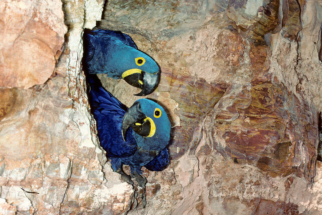 Hyacinth Macaws at rock nest