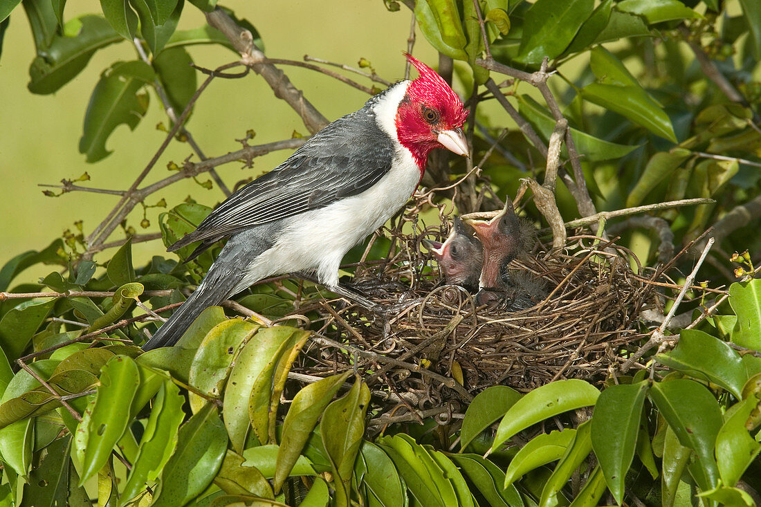 Red-crested Cardinal at nest with young