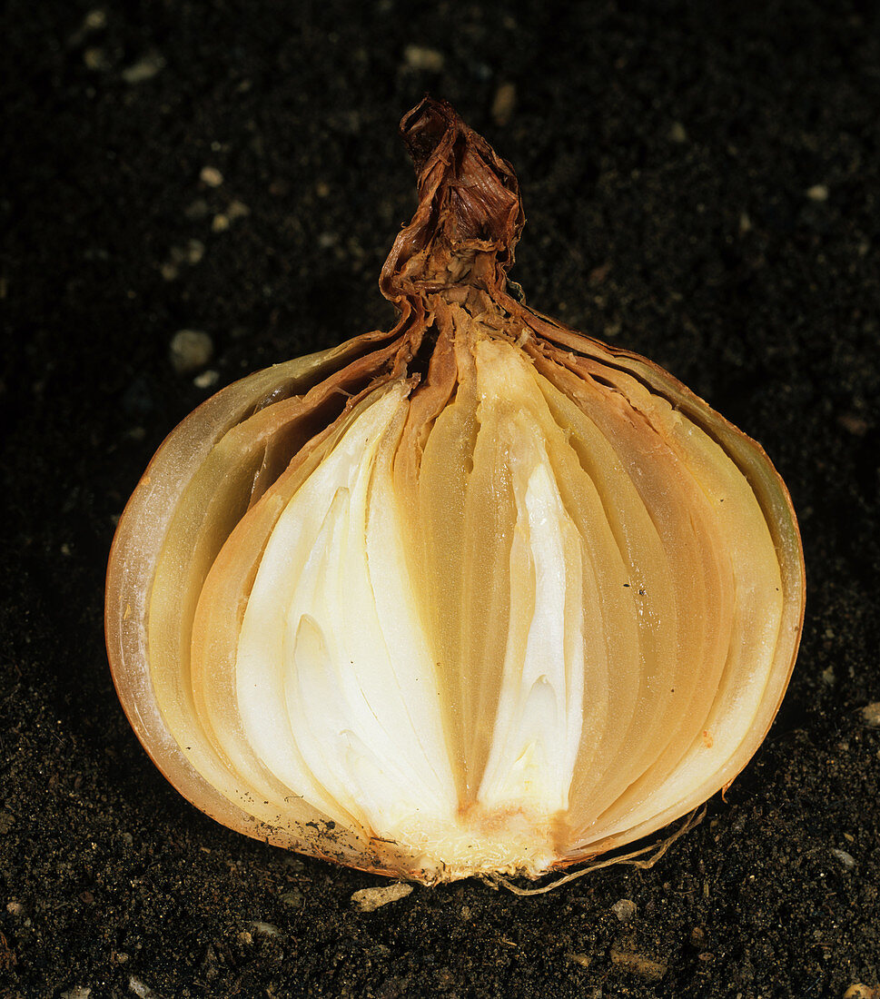 Neck rot (Botrytis allii) in onion
