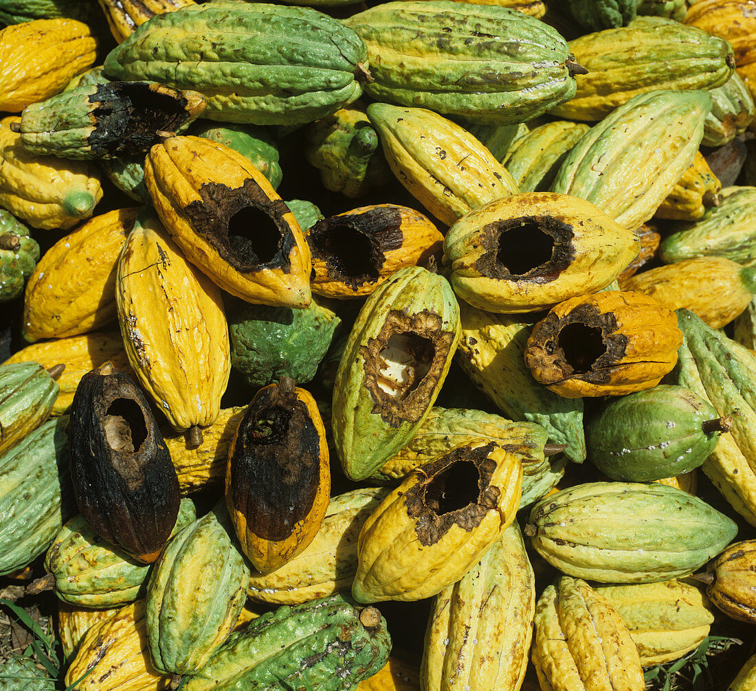 Rodent damage to mature cocoa pods