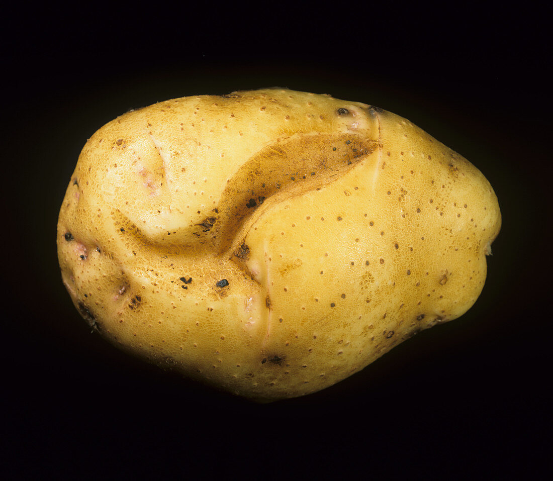 Potato tuber spindle viroid damage