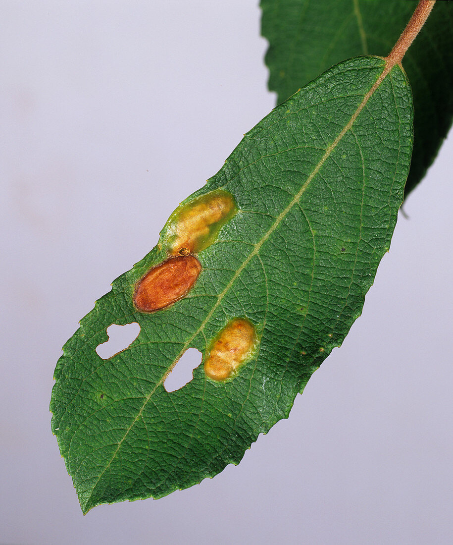 Willow leaf gall mite galls