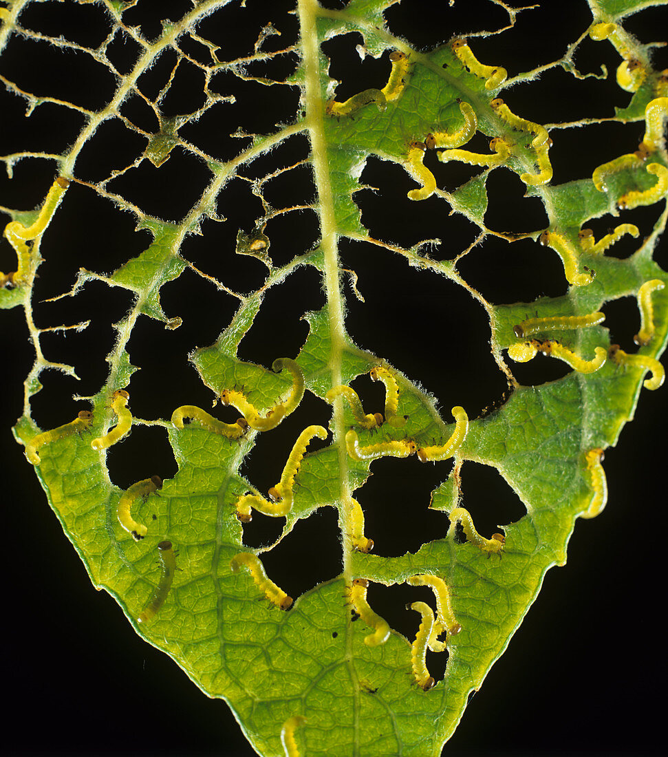 Lesser willow sawfly larvae on willow lea