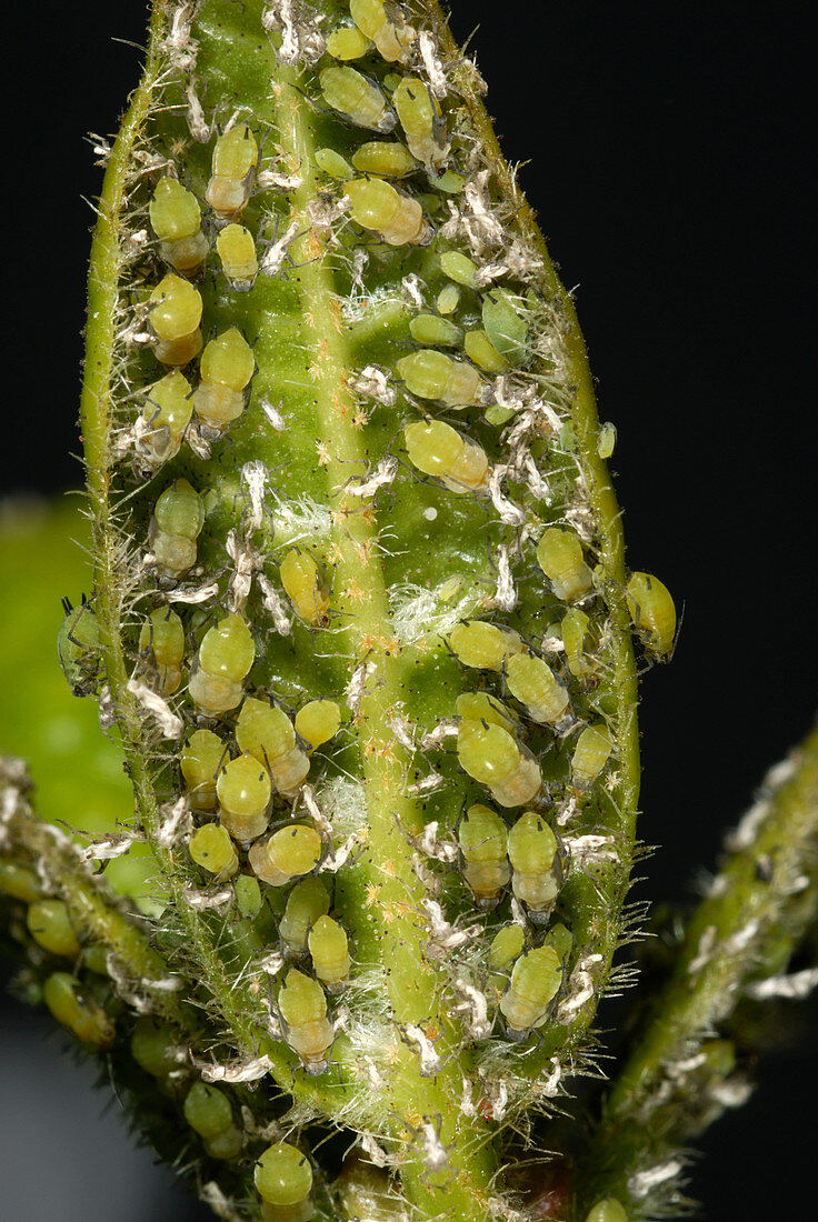 Aphid infestation on Viburnum leaf
