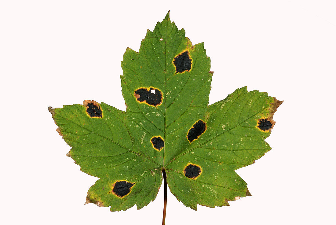 Tar spot lesions on sycamore leaf
