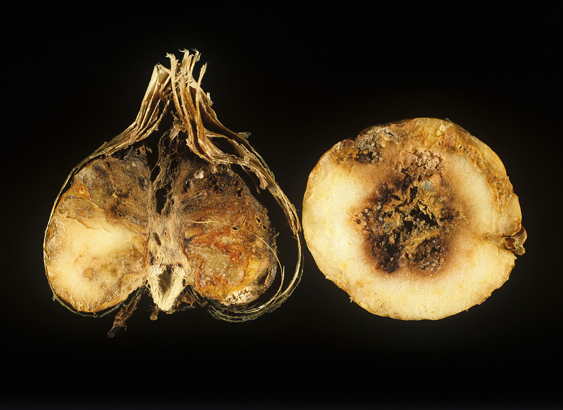 Basal rot damage to freesia corms