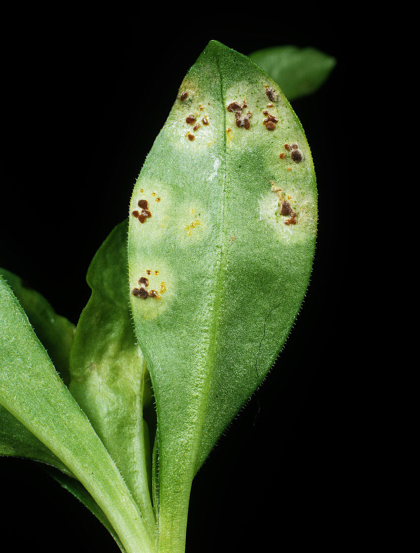 Rust pustules on Sweet William leaf