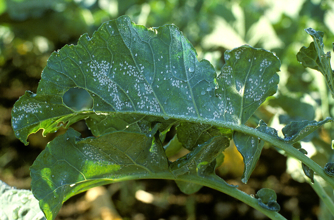 Cabbage whitefly infestation