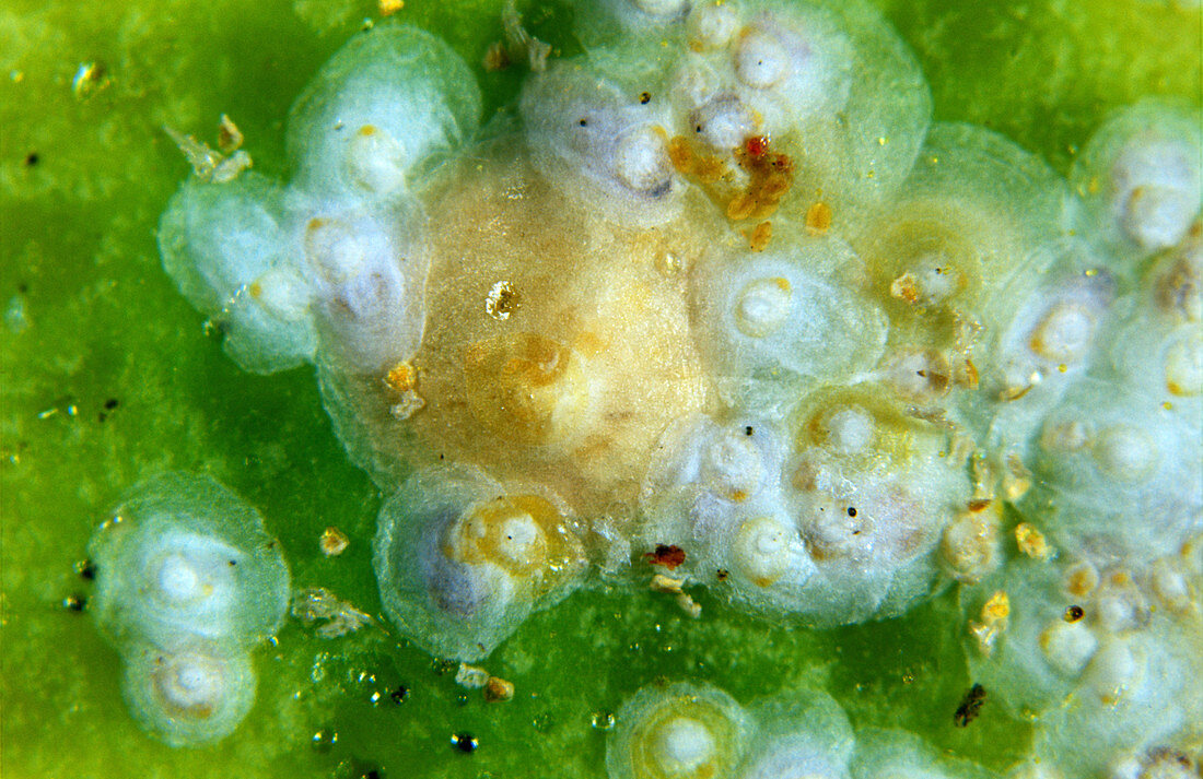 Yellow scale insect on lemon