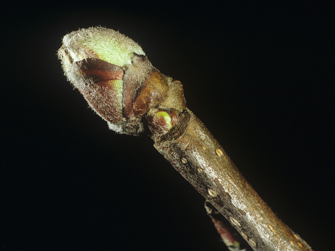 Dormant apple bud in early spring about t