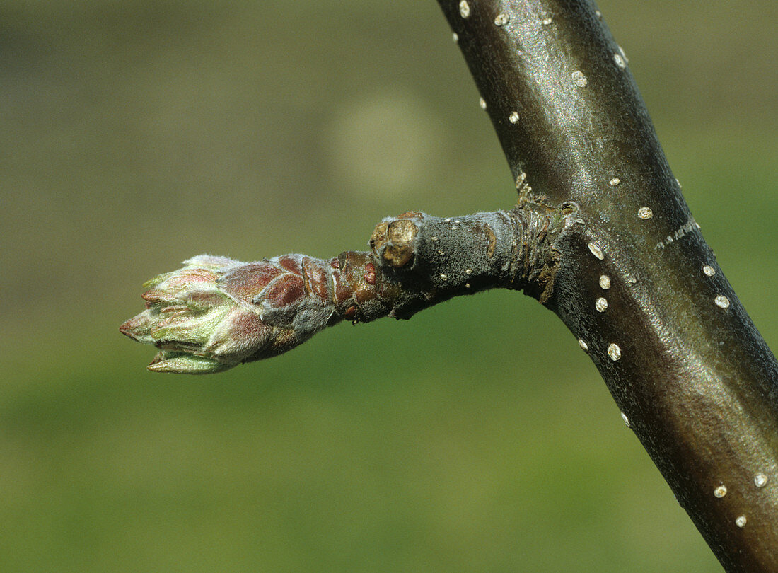 Apple bud beginning to open in spring