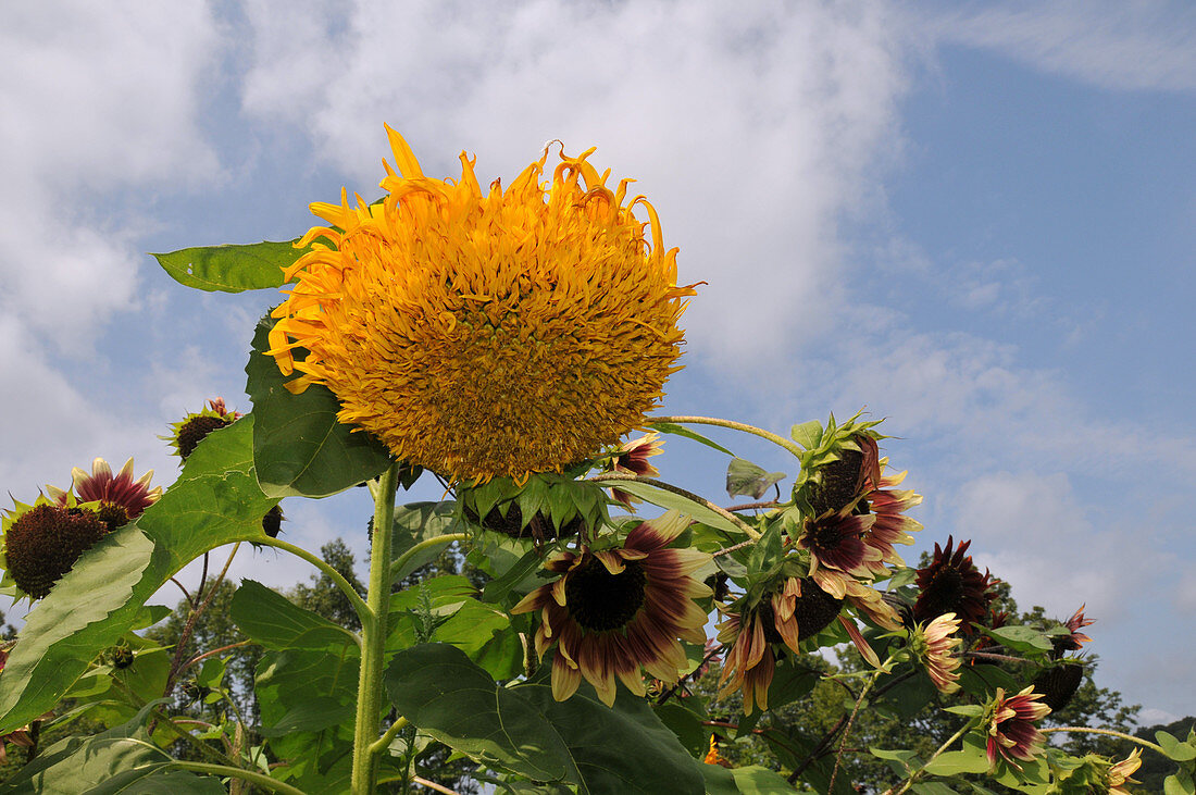 Sungold and Ring of Fire Sunflowers