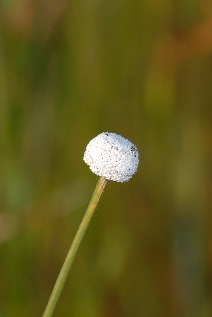 Hatpin or Pipewort