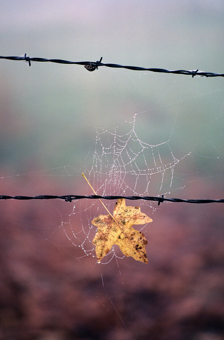 Leaf & Web