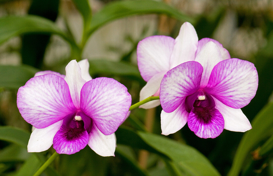 Bangkok Fancy Orchid