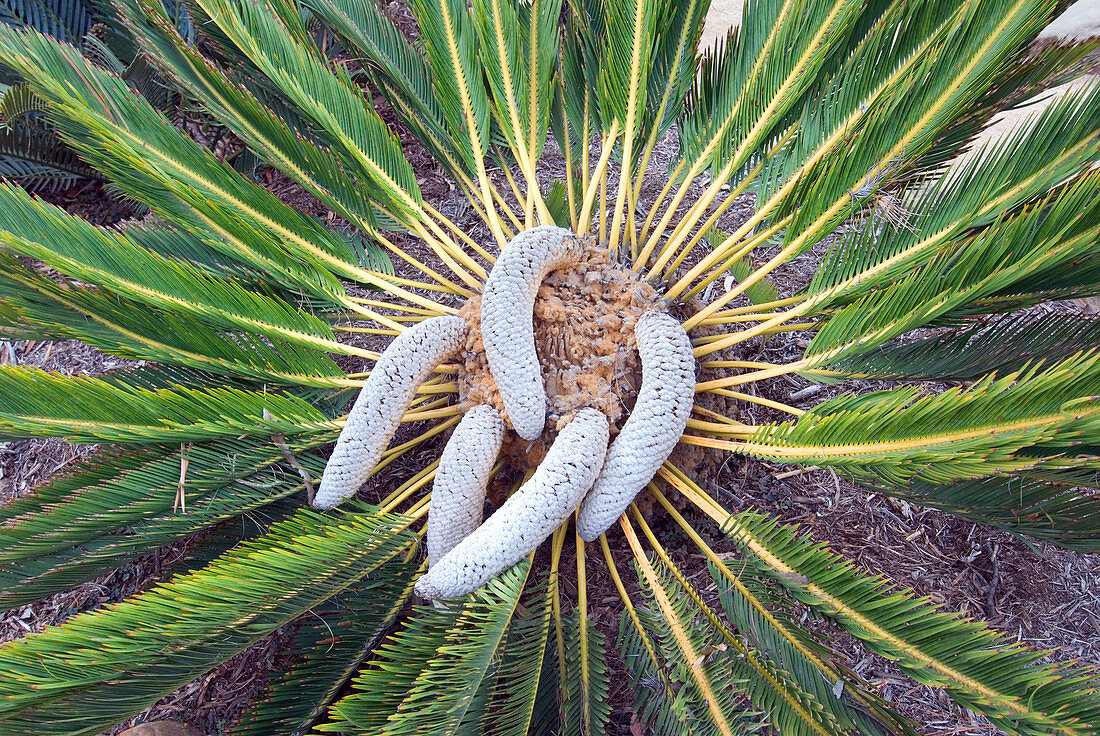 South African Cycad