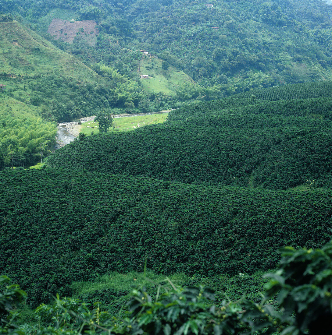 Lowland coffee plantation