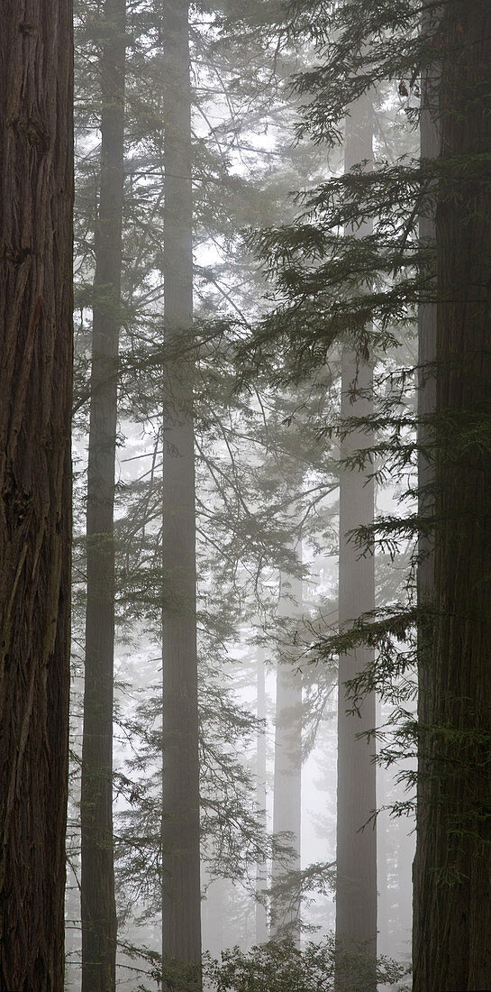 Foggy Coast Redwood Forest