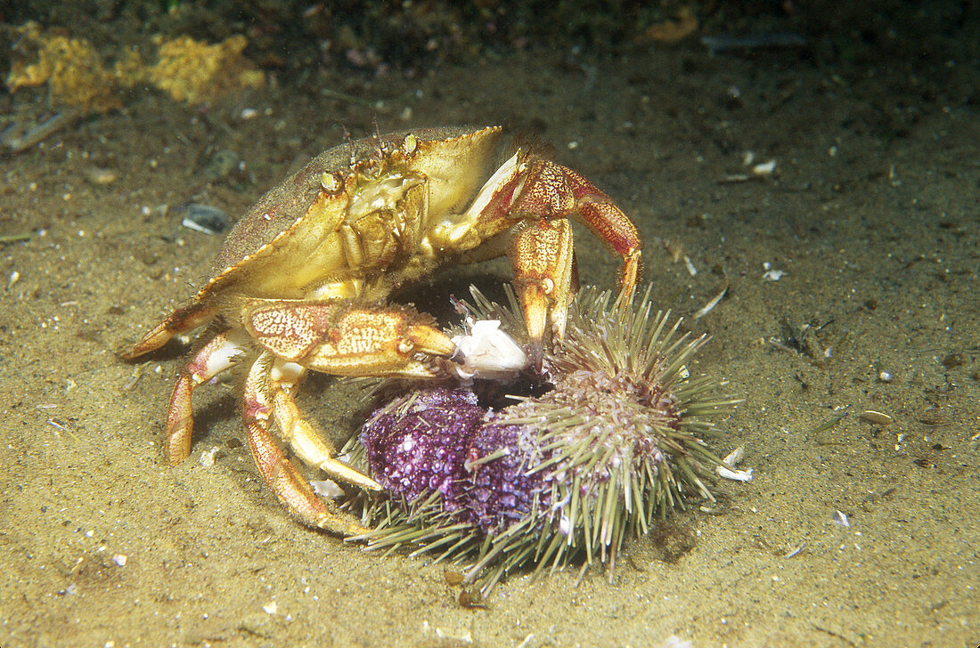 Atlantic Rock Crab feeding on Sea Urchin